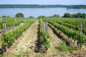 Vinmarker ved Donau-floden